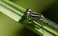 Azure Bluet (Young Male, Coenagrion puella)